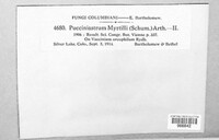 Naohidemyces vaccinii image